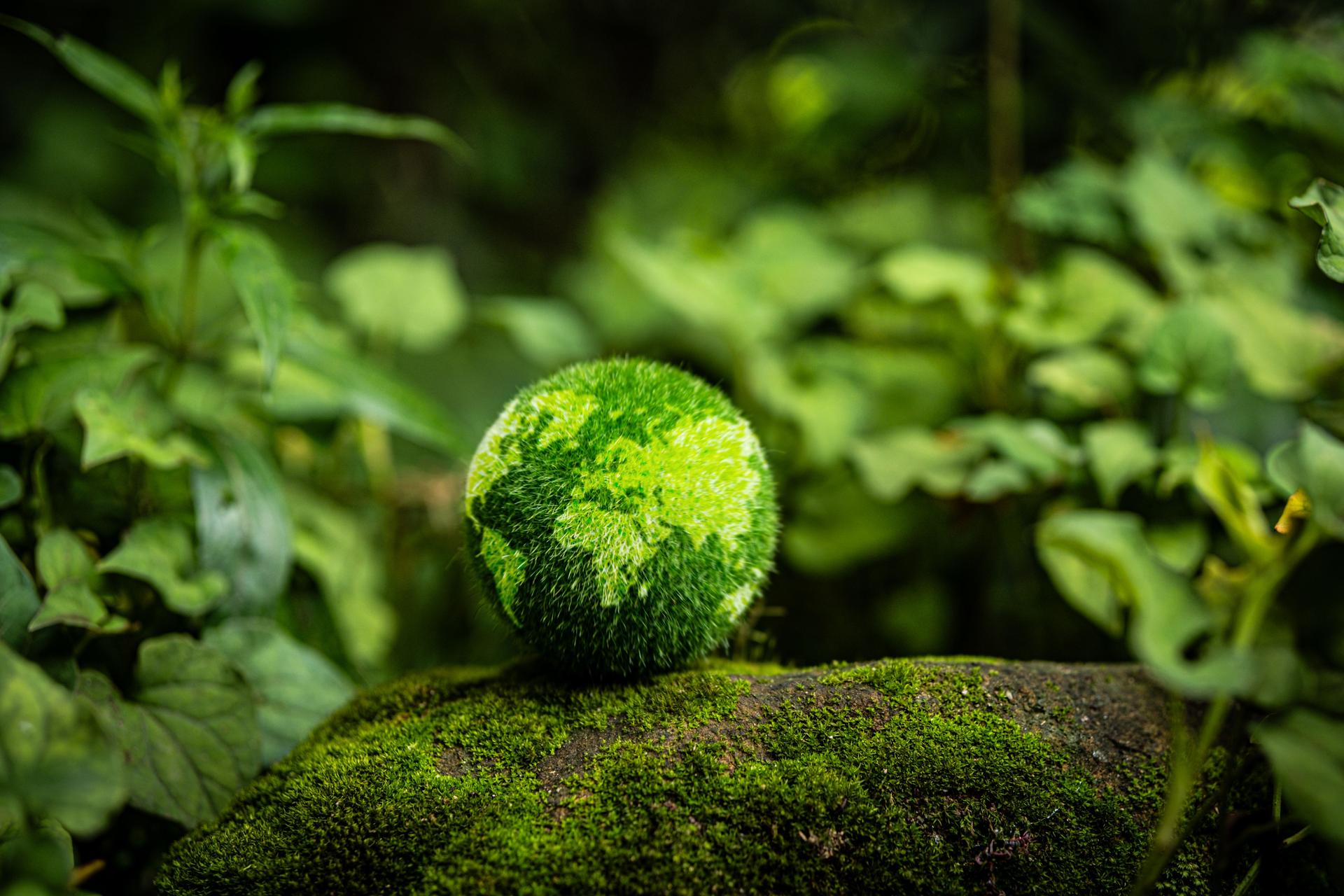 Green globe placed on a stone with moss in the forest. Concept, environmental advertising, environmental investment. Illustration to add explanation about environment.